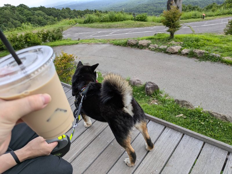 リードを着けて立つ犬