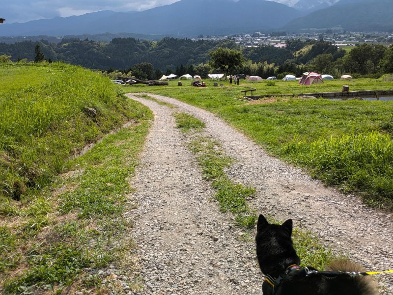 舗装されていない道を歩く柴犬