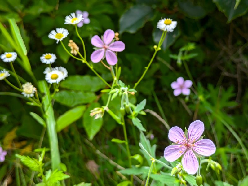 ピンク色の小さな花