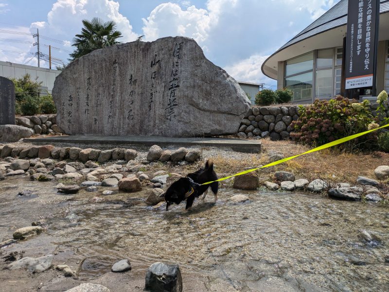 川で遊ぶ柴犬