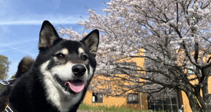 サクラの木の隣に立つ柴犬