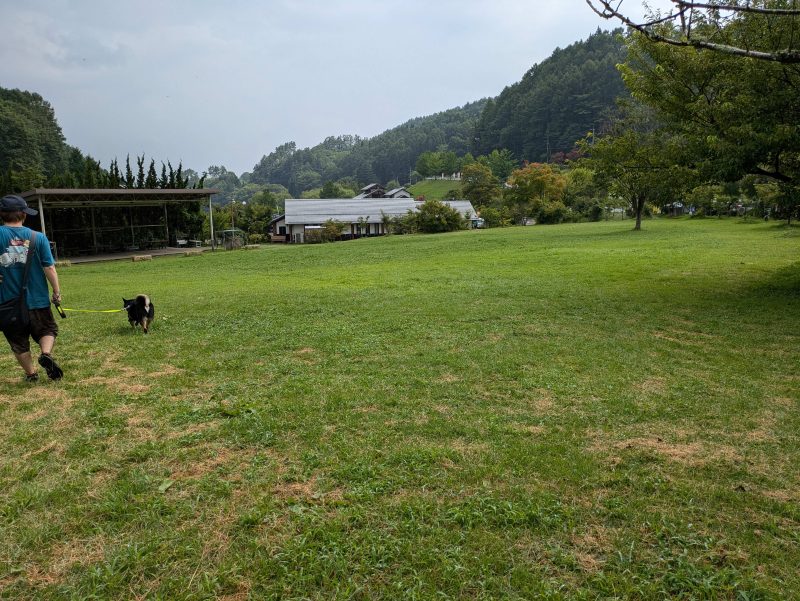 芝生の広場を歩く柴犬