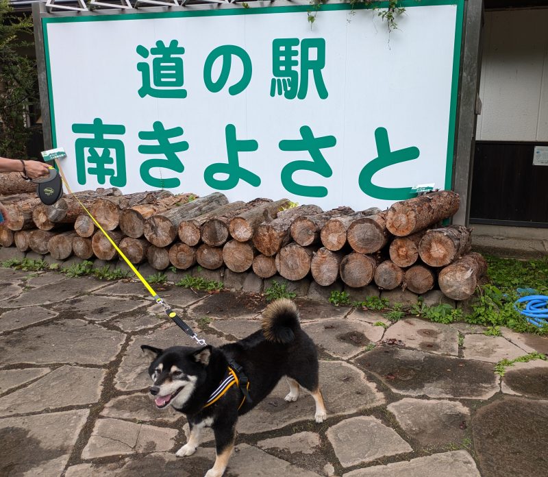 リードを着けて散歩する柴犬