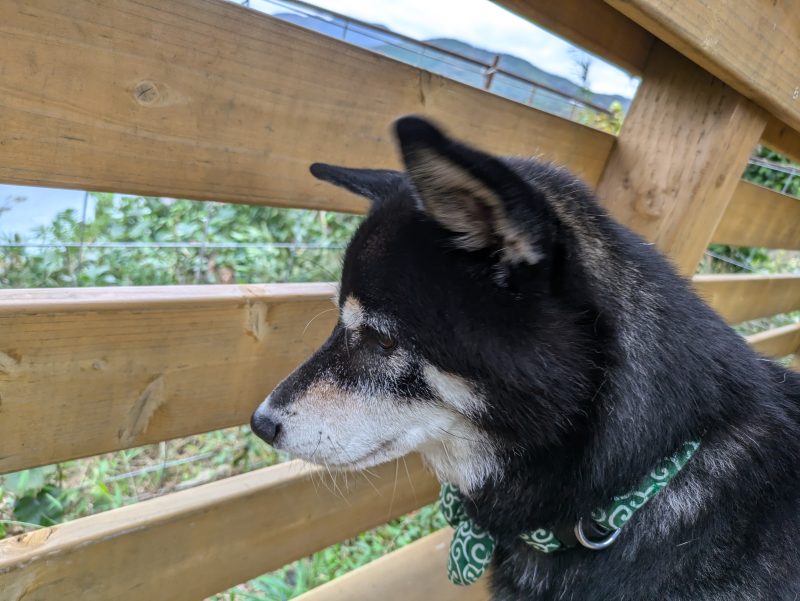 柵の隙間から外を見る柴犬