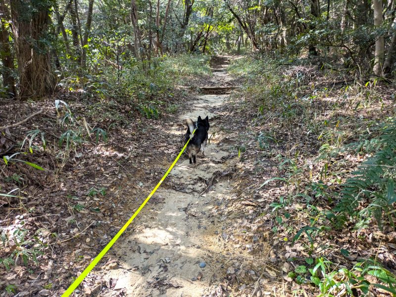 リードを着けて山の中を走る犬