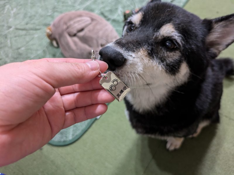 座って匂いを嗅ぐ犬