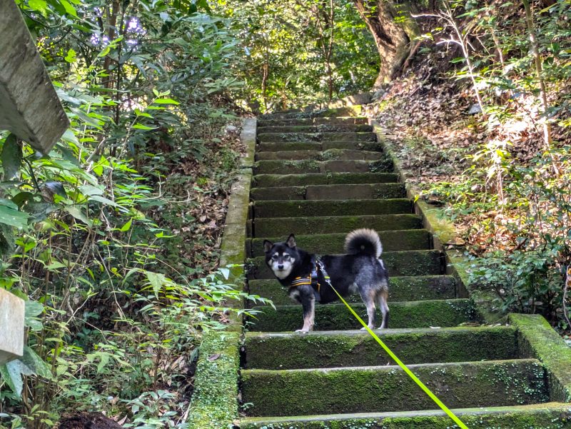 ハーネスを付けて立つ犬