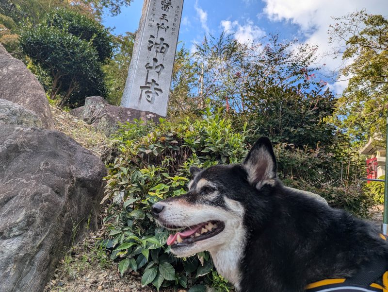 ハーネスを付けて立つ犬