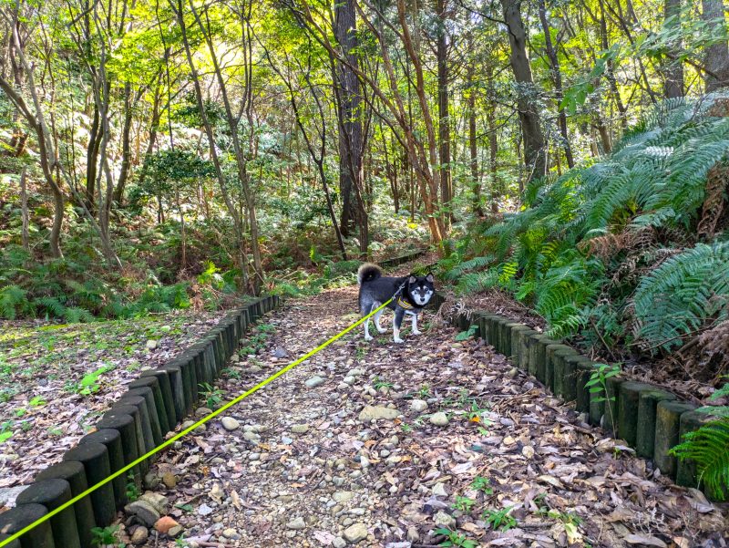 リードを着けて歩く犬