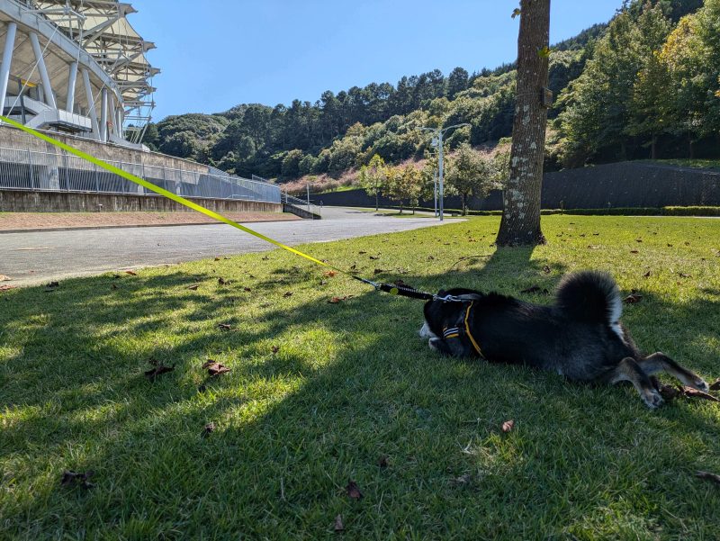 木陰にな転がる犬