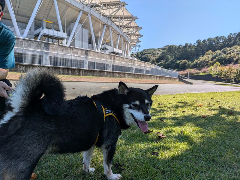 リードを着けて歩く犬