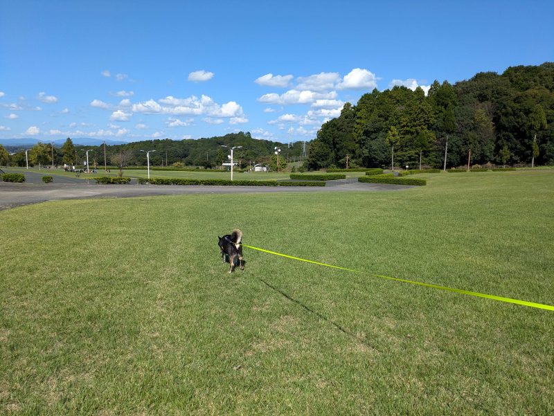 リードを着けて歩く犬