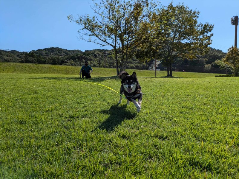 リードを着けて歩く犬