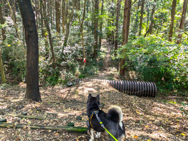 リードを着けて歩く犬