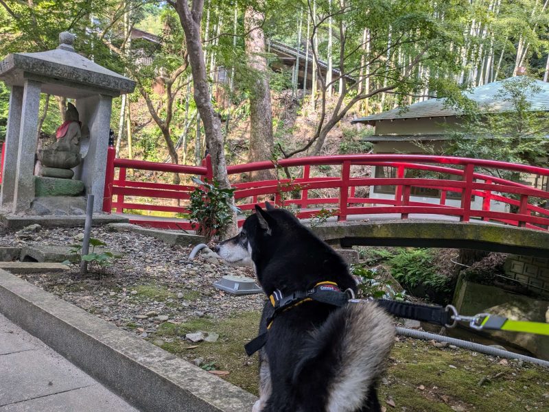 ハーネスを付けて立つ犬