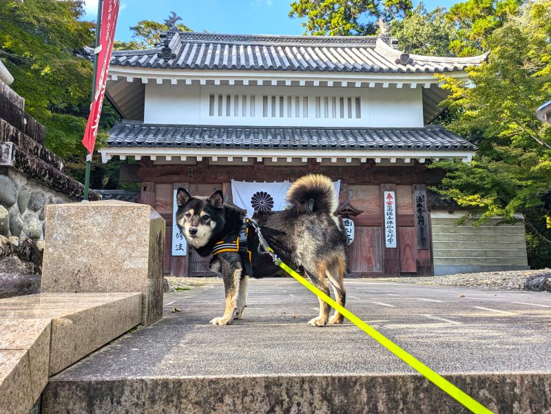 ハーネスを付けて立つ犬