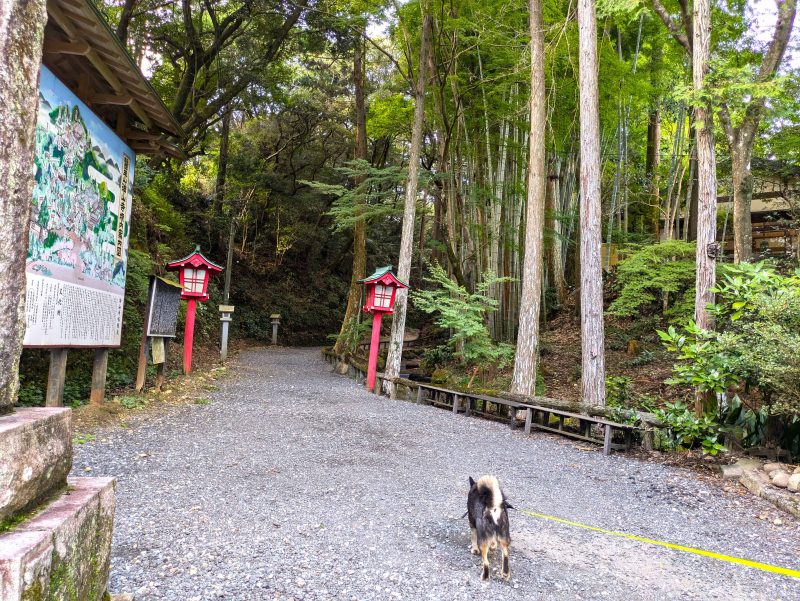 リードを着けて歩く犬