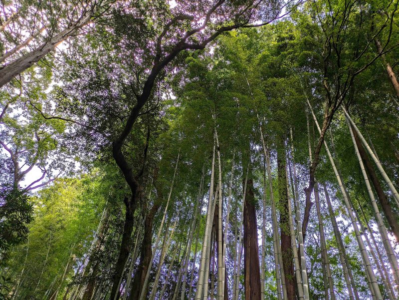 涼し気な竹林