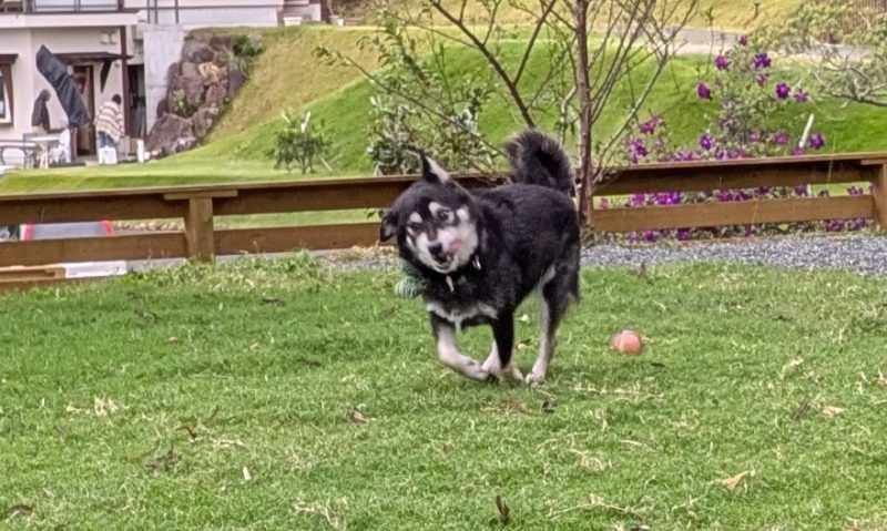 走ってボールを追いかける柴犬