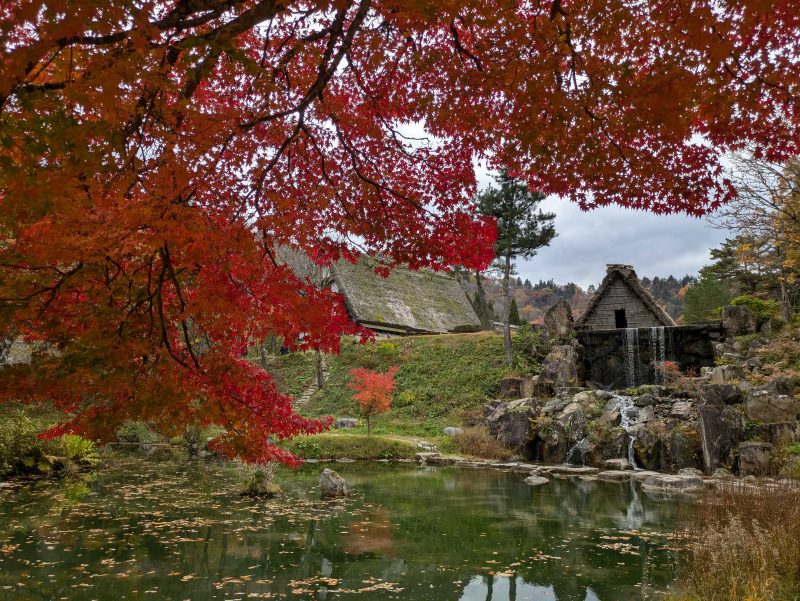 紅葉したモミジと池