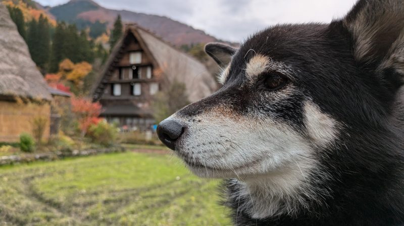 横を向いた柴犬の顔