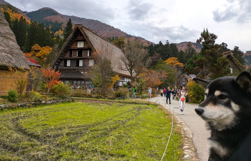 茅葺屋根の家