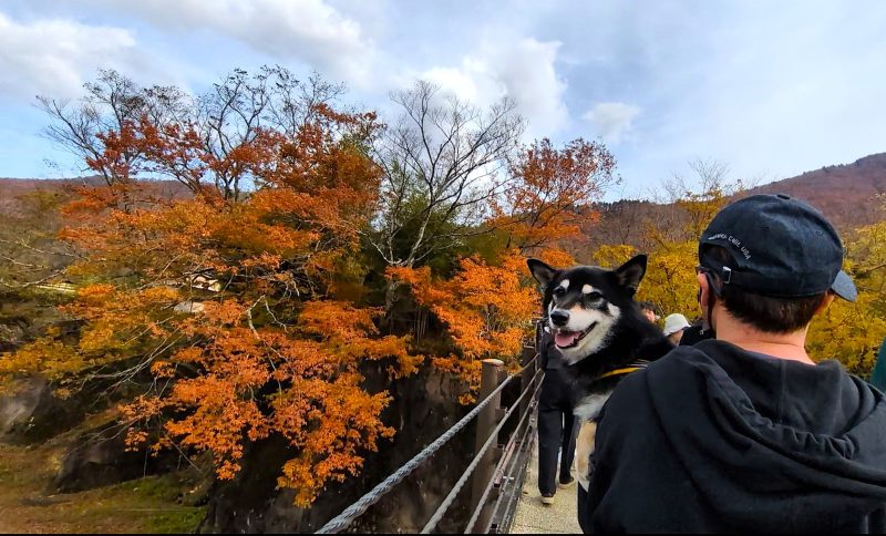 男に抱っこされる柴犬