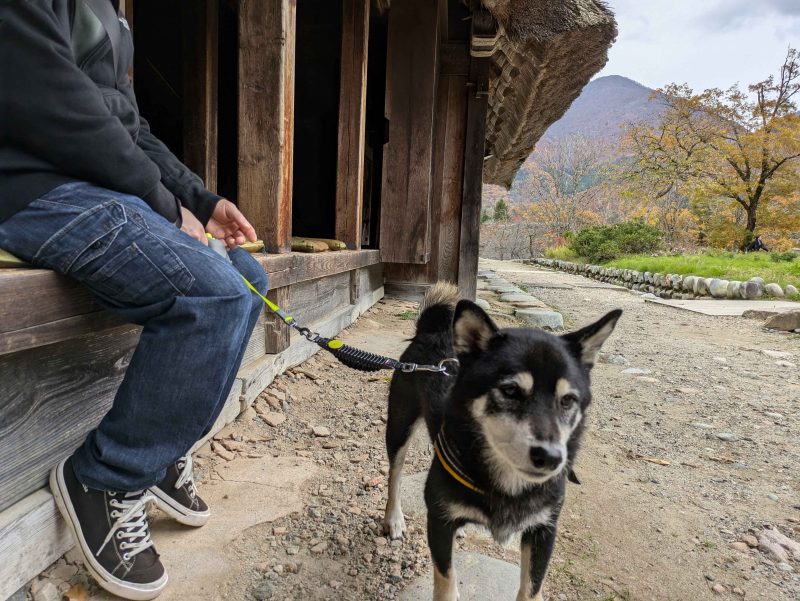 ハーネスを付けて歩く柴犬