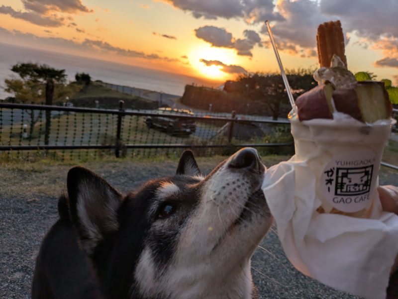 ソフトクリームの匂いを嗅ぐ柴犬