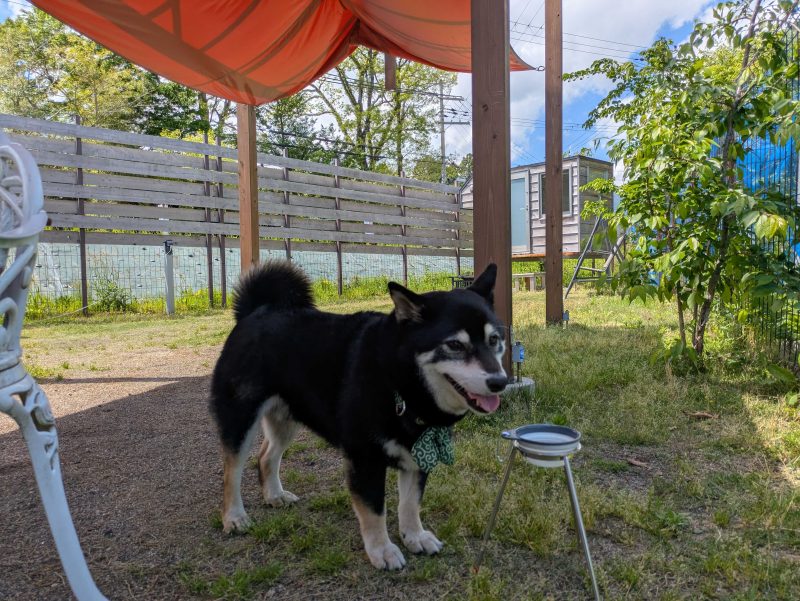 首輪をつけている柴犬