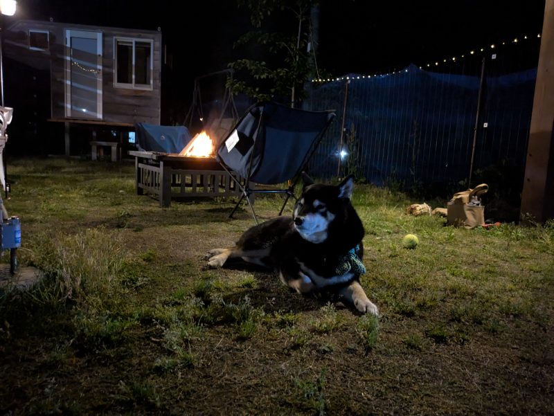 夜、外で寝転がる柴犬