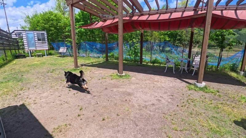 ボールを追いかけて走る柴犬