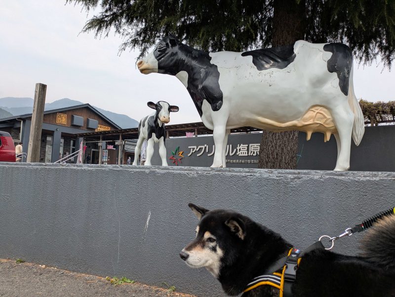 ハーネスを着けて立つ柴犬