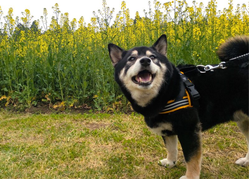 ハーネスを着けて花畑の前に立つ柴犬
