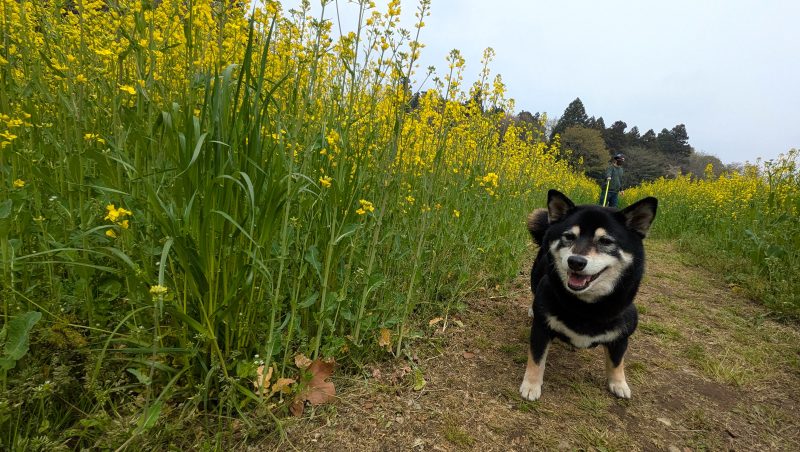 ハーネスを着けて花畑の前に立つ柴犬