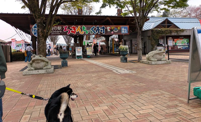 ハーネスを着けて立つ柴犬