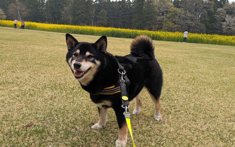 ハーネスを着けて花畑の前に立つ
柴犬